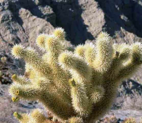 cholla